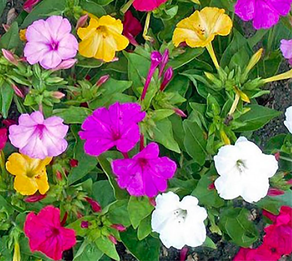 Marde Ross & Company four o'clock flowers offer evening fragrance for borders.
