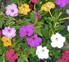 Marde Ross & Company four o'clock flowers offer evening fragrance for borders.