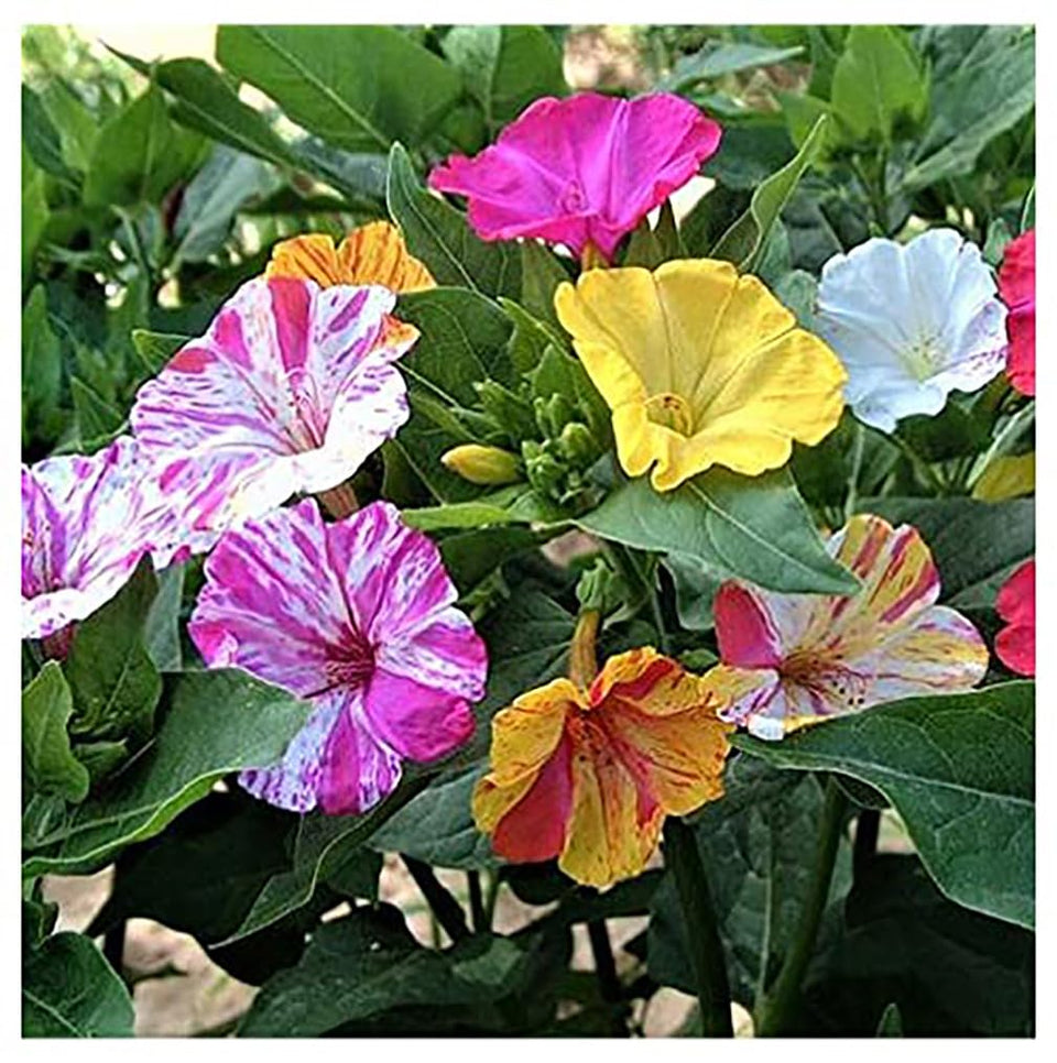Marde Ross & Company Four O'Clock seeds broken colors bloom at dusk, great for borders.