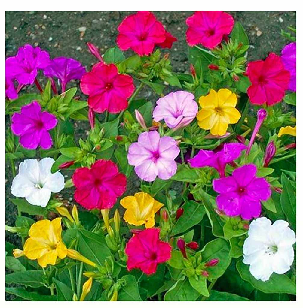 Marde Ross Four O’Clock seeds close-up for vibrant late-bloom color.