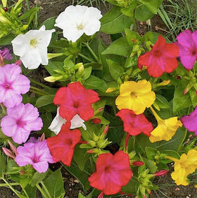 Marde Ross & Company four o'clock seeds, direct sowing for easy garden prep.