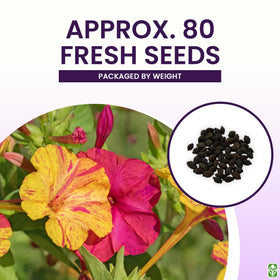 Marde Ross & Company Four O'Clock seeds deliver fragrant evening bloom in dusky gardens.