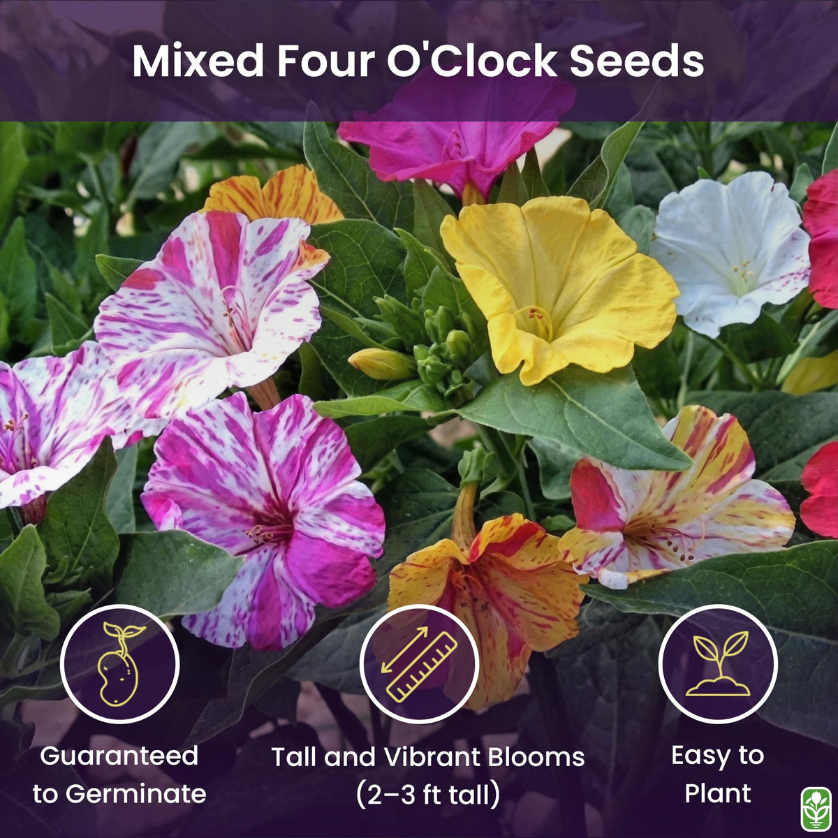 Marde Ross & Company Four O'Clock seeds form tubers and reseed for next season.
