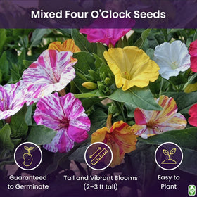 Marde Ross & Company Four O'Clock seeds form tubers and reseed for next season.
