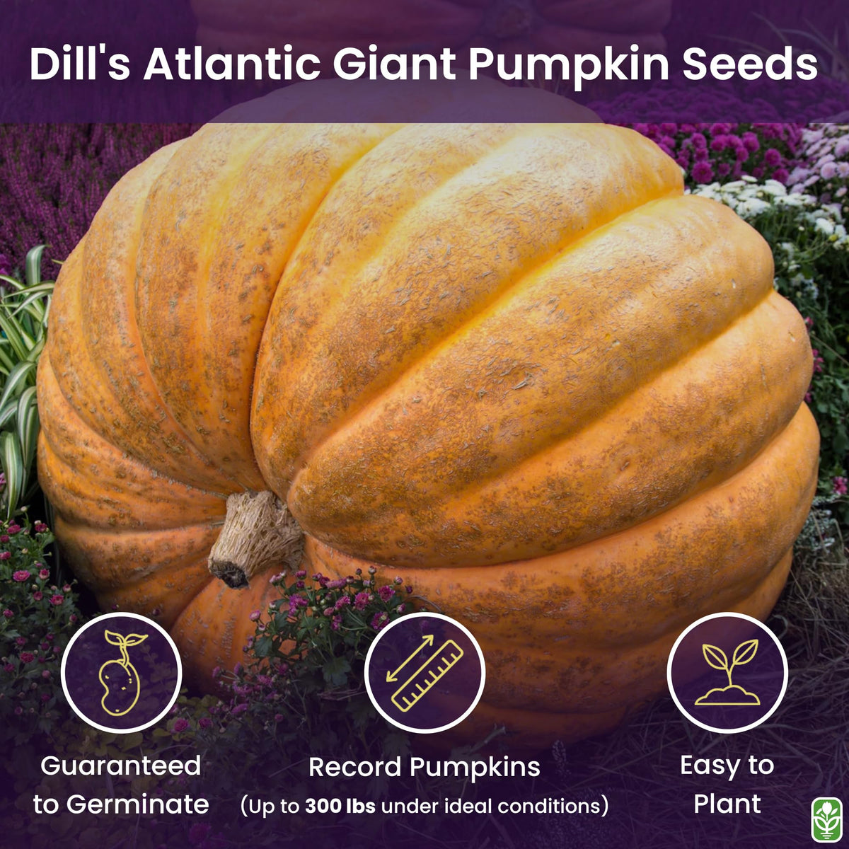 Giant pumpkin seed germination by Marde Ross shows strong seedling growth