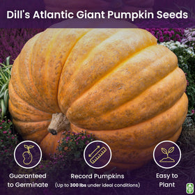 Giant pumpkin seed germination by Marde Ross shows strong seedling growth
