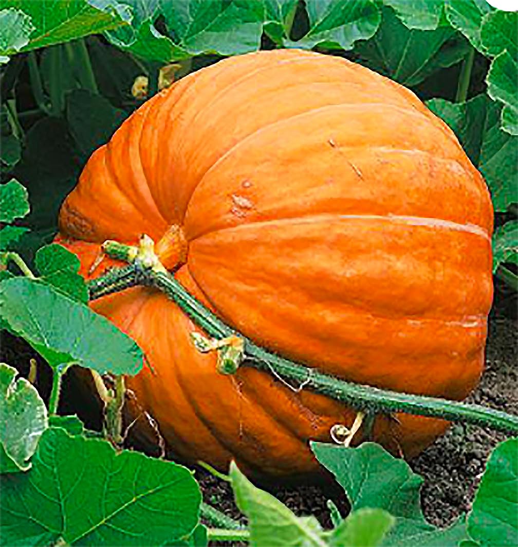 Marde Ross & Company giant pumpkin seeds packet ready for planting in your garden