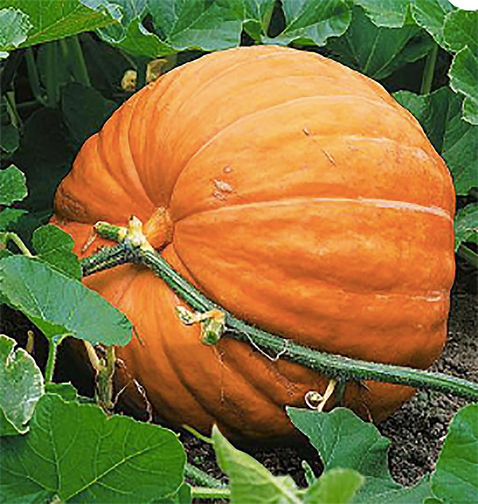 Marde Ross & Company giant pumpkin seeds packet ready for planting in your garden