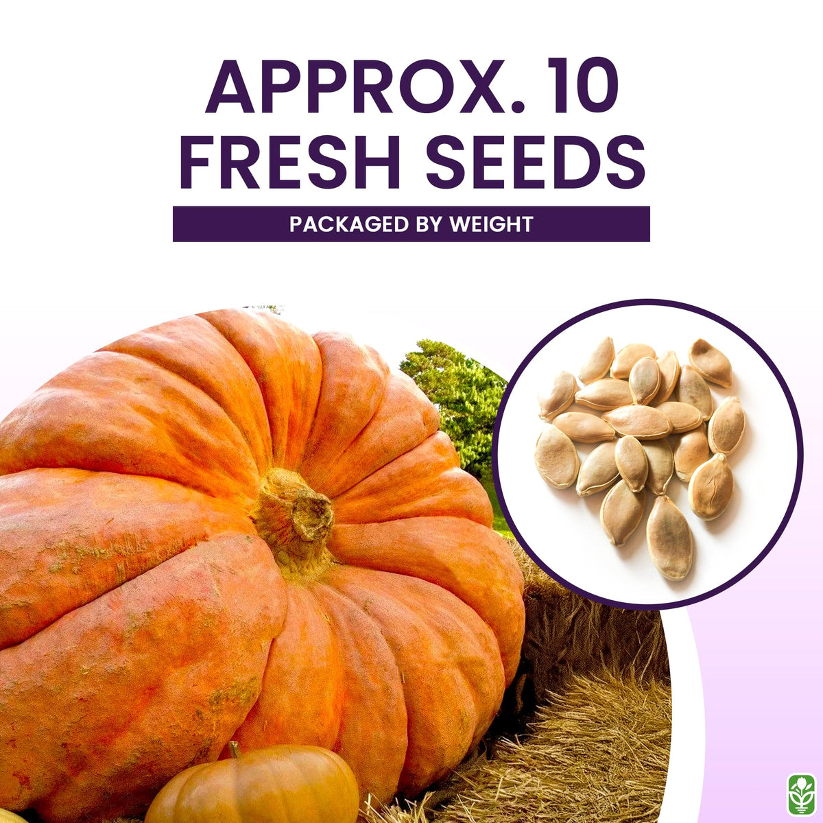 Large orange pumpkins from Marde Ross seeds ideal for carving and display