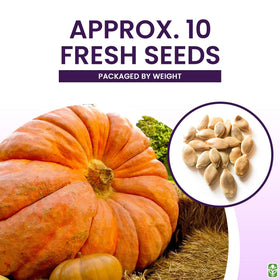 Large orange pumpkins from Marde Ross seeds ideal for carving and display