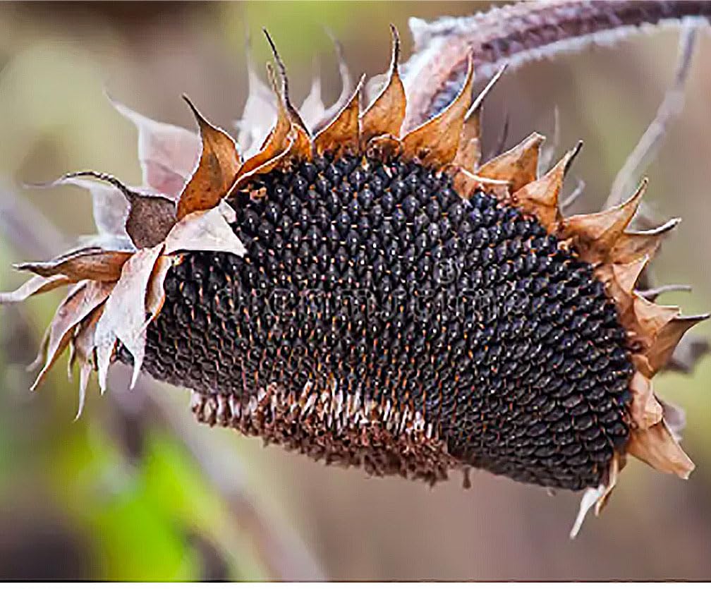 Bees and butterflies visit the blooms, supporting garden pollinators