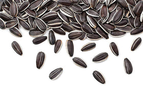 Seed pack for Mammoth Grey Striped sunflowers, non-GMO and neonicotinoid-free