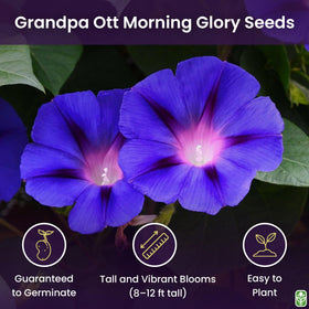 Marde Ross Grandpa OTT purple bloom close-up shows magenta throat stars