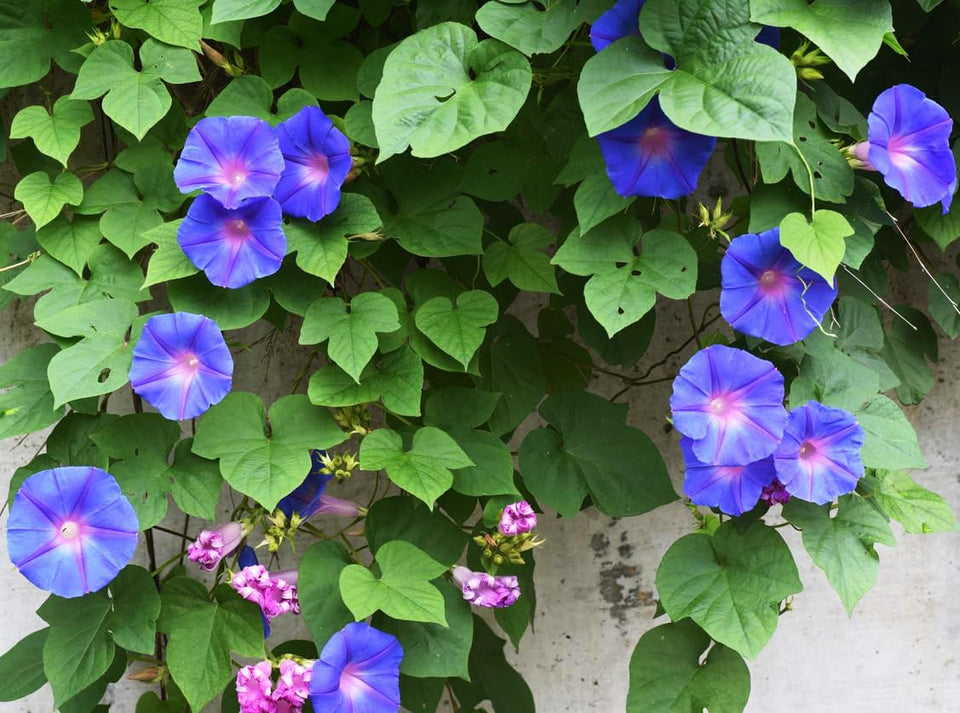 Marde Ross Grandpa OTT purple morning vine seeds pack ready for planting, offering spring color