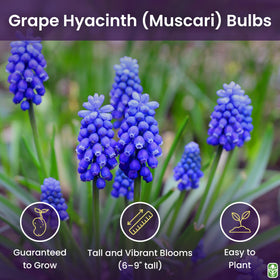 Close-up of deep blue grape hyacinth blooms from Marde Ross in full display