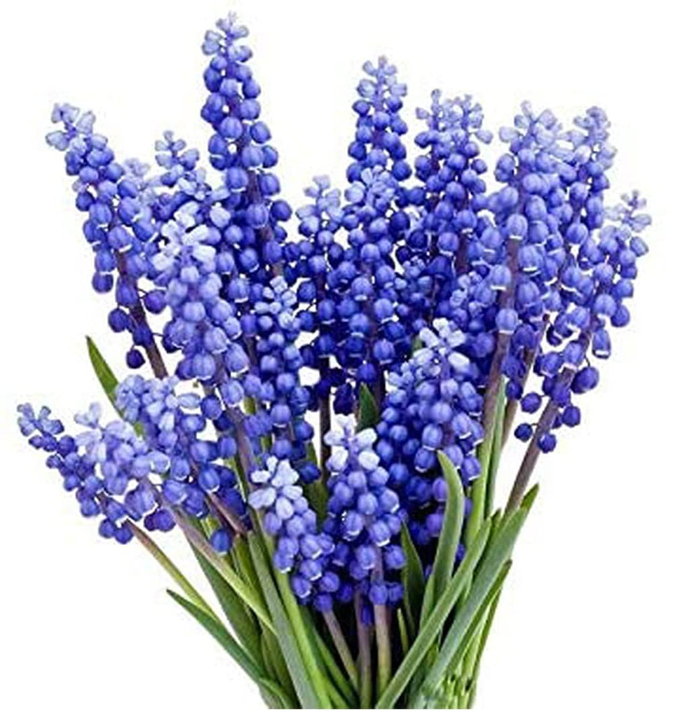 Marde Ross grape hyacinth bulbs ready for fall planting to brighten spring garden color