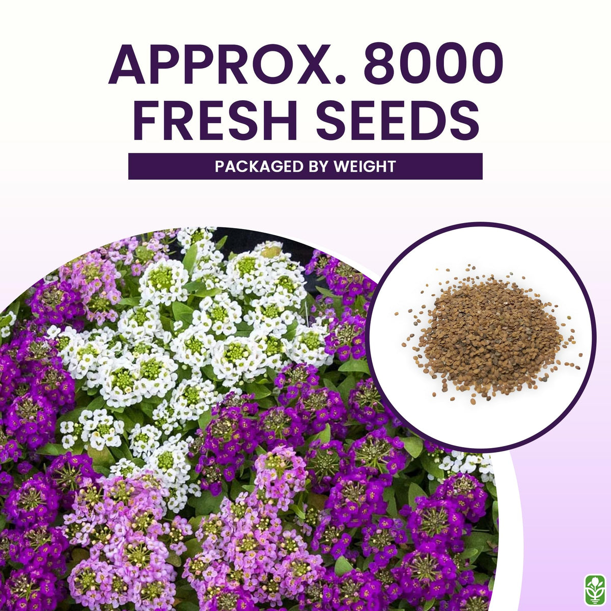 Marde Ross white alyssum blooms create low-maintenance ground cover in sun or shade.