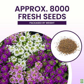 Marde Ross white alyssum blooms create low-maintenance ground cover in sun or shade.