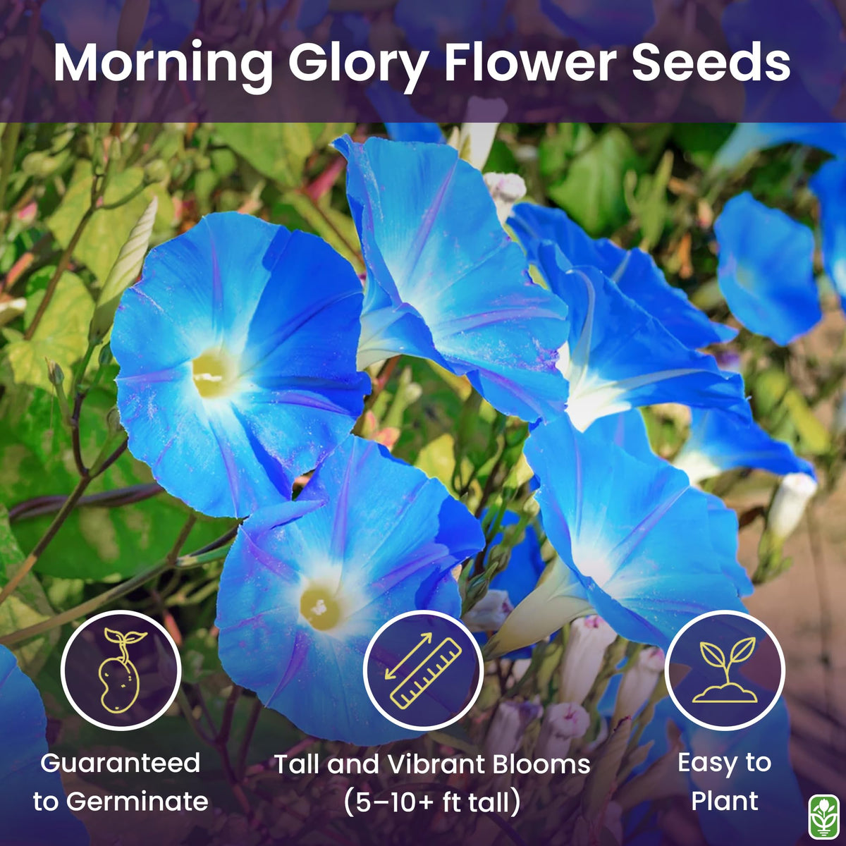 Marde Ross Heavenly blue morning glory bloom adorning garden arch