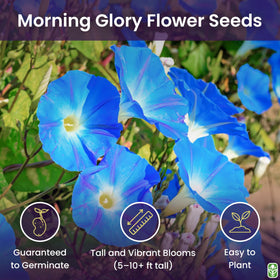 Marde Ross Heavenly blue morning glory bloom adorning garden arch