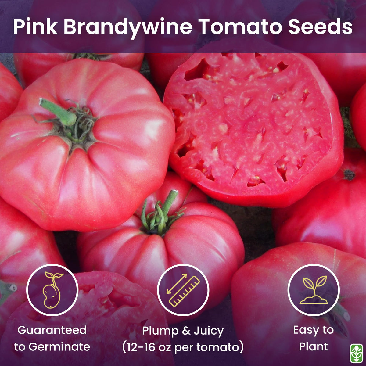 Marde Ross heirloom Brandywine seeds ideal for fresh slicing and rich flavor.