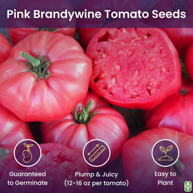 Marde Ross heirloom Brandywine seeds ideal for fresh slicing and rich flavor.