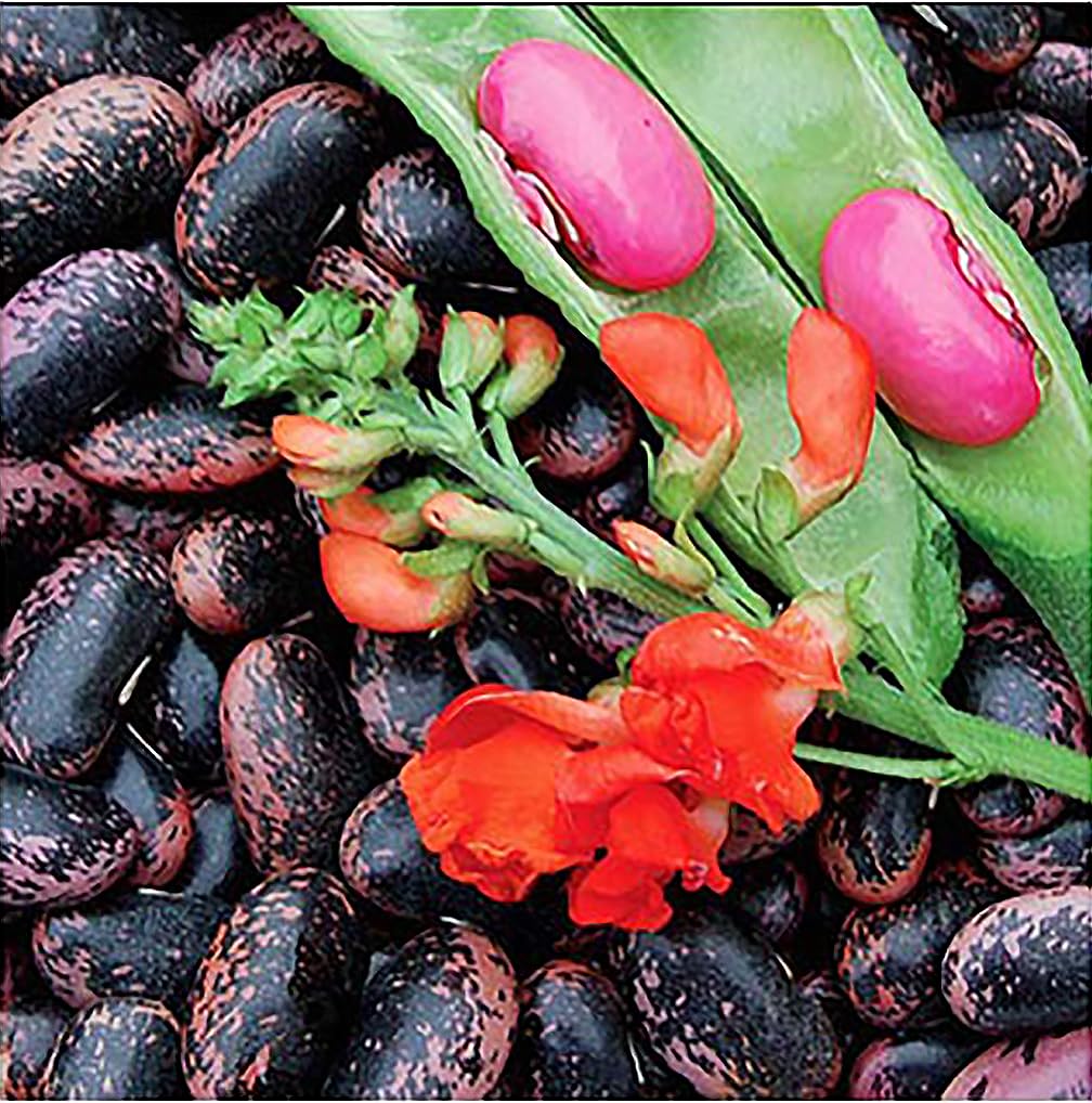 Marde Ross and Company heirloom scarlet runner seeds pack ideal for containers.