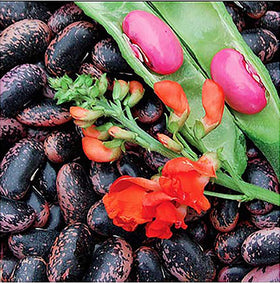 Marde Ross and Company heirloom scarlet runner seeds pack ideal for containers.