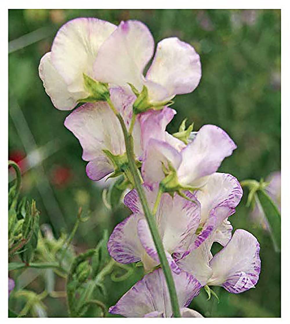 Marde Ross High Scent Sweet Pea seeds pack ready to grow fragrant vines.