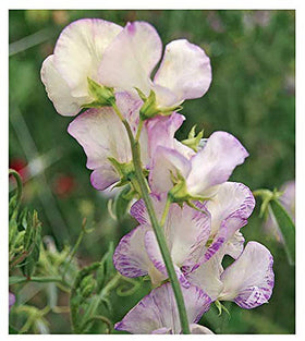 Marde Ross High Scent Sweet Pea seeds pack ready to grow fragrant vines.
