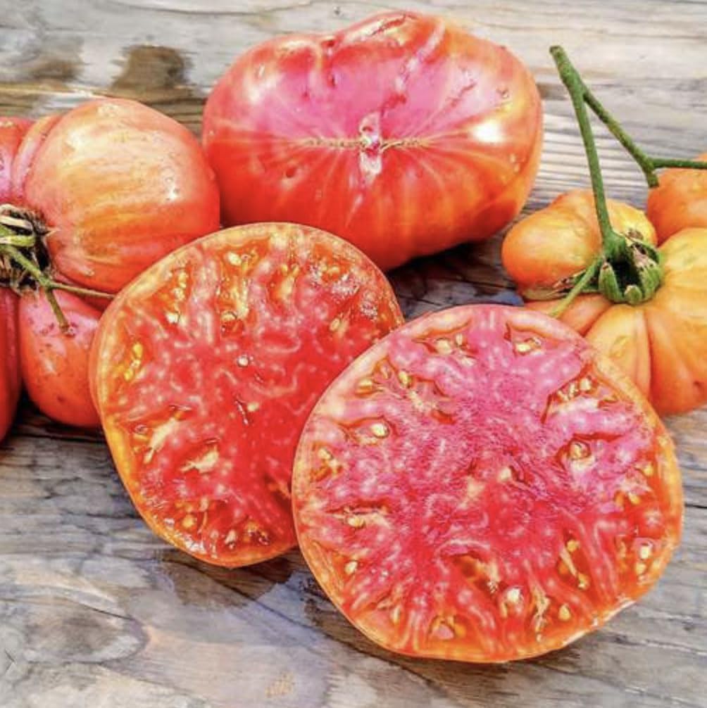 Marde Ross Hillbilly Potato Leaf tomato fruit closeup showing large, juicy heirloom tomatoes.
