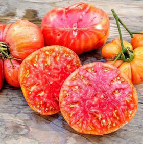 Marde Ross Hillbilly Potato Leaf tomato fruit closeup showing large, juicy heirloom tomatoes.