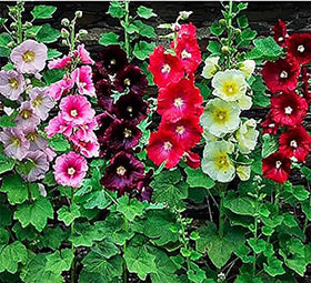 Marde Ross Hollyhock mixed single blooms in border beds, cottage garden drama.