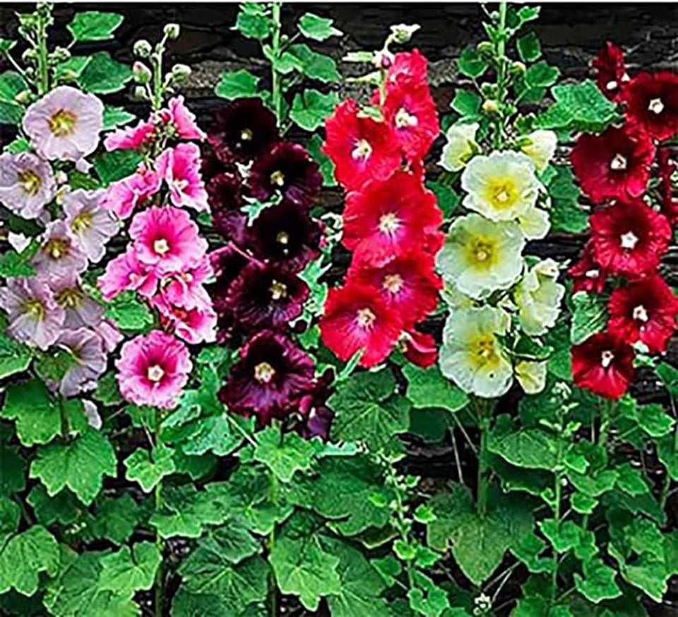 Marde Ross Hollyhock mixed single blooms in border beds, cottage garden drama.