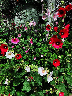 Marde Ross Hollyhock blooms brighten sunlit borders with lasting color.