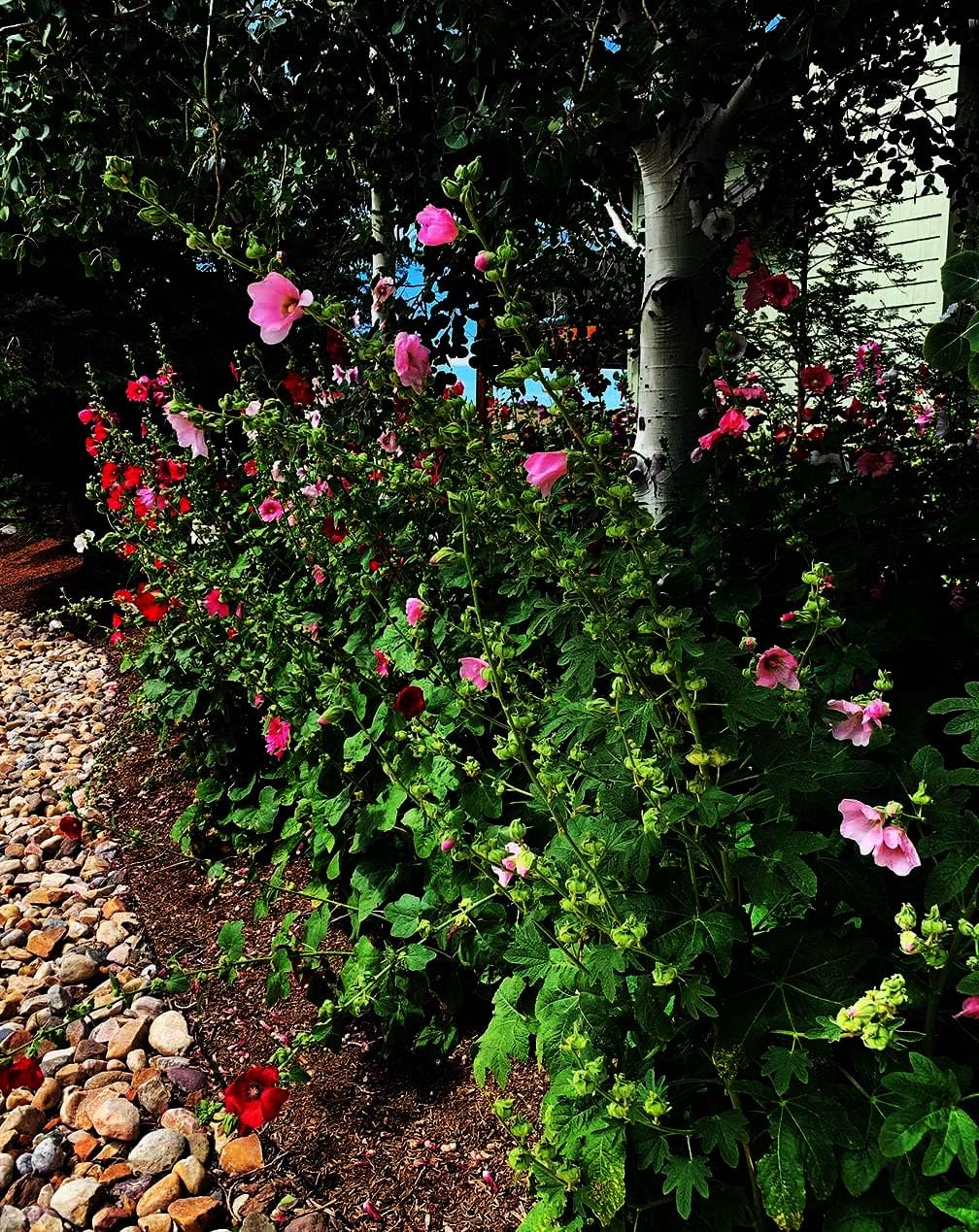 Marde Ross Hollyhock mixed single seeds are easy to grow and reseed.