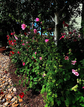 Marde Ross Hollyhock mixed single seeds are easy to grow and reseed.