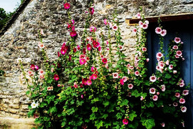 Marde Ross Hollyhock varieties provide tall, eye-catching cut flowers.