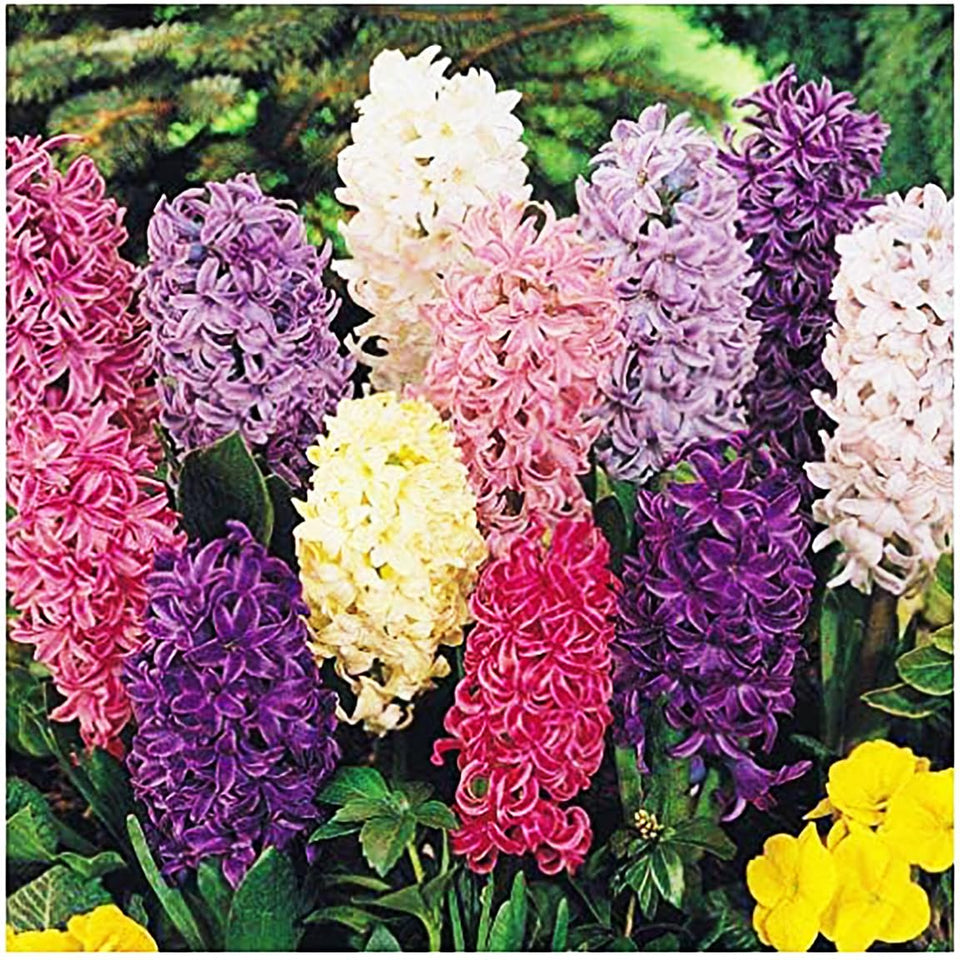 Marde Ross hyacinth bulbs mixed colors for a bright spring display.