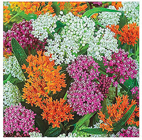 Marde Ross & Company deer rabbit resistant milkweed in garden.