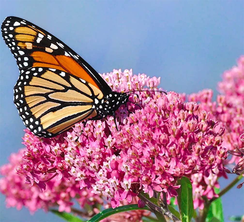 Marde Ross & Company milkweed seed germination close-up supports early monarch attraction.