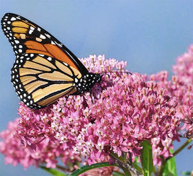 Marde Ross & Company milkweed seed germination close-up supports early monarch attraction.