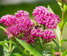 Marde Ross & Company Incarnata milkweed seeds pack ready for monarch habitat gardening.