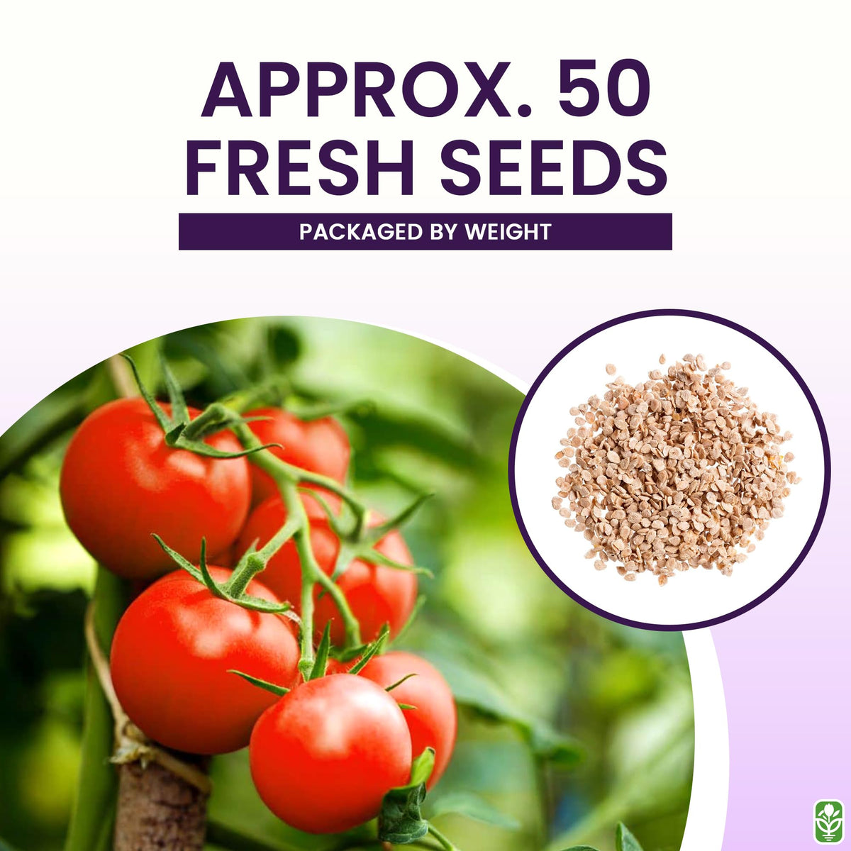 Marde Ross Bonny Best seeds for indoor or outdoor growing