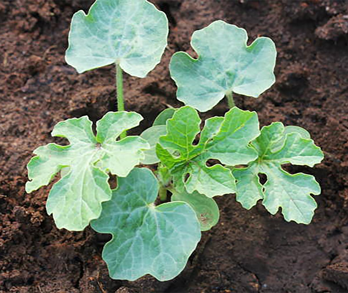 Jubilee two-foot long watermelon fruit growing in the garden.