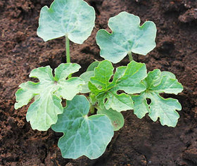 Jubilee two-foot long watermelon fruit growing in the garden.