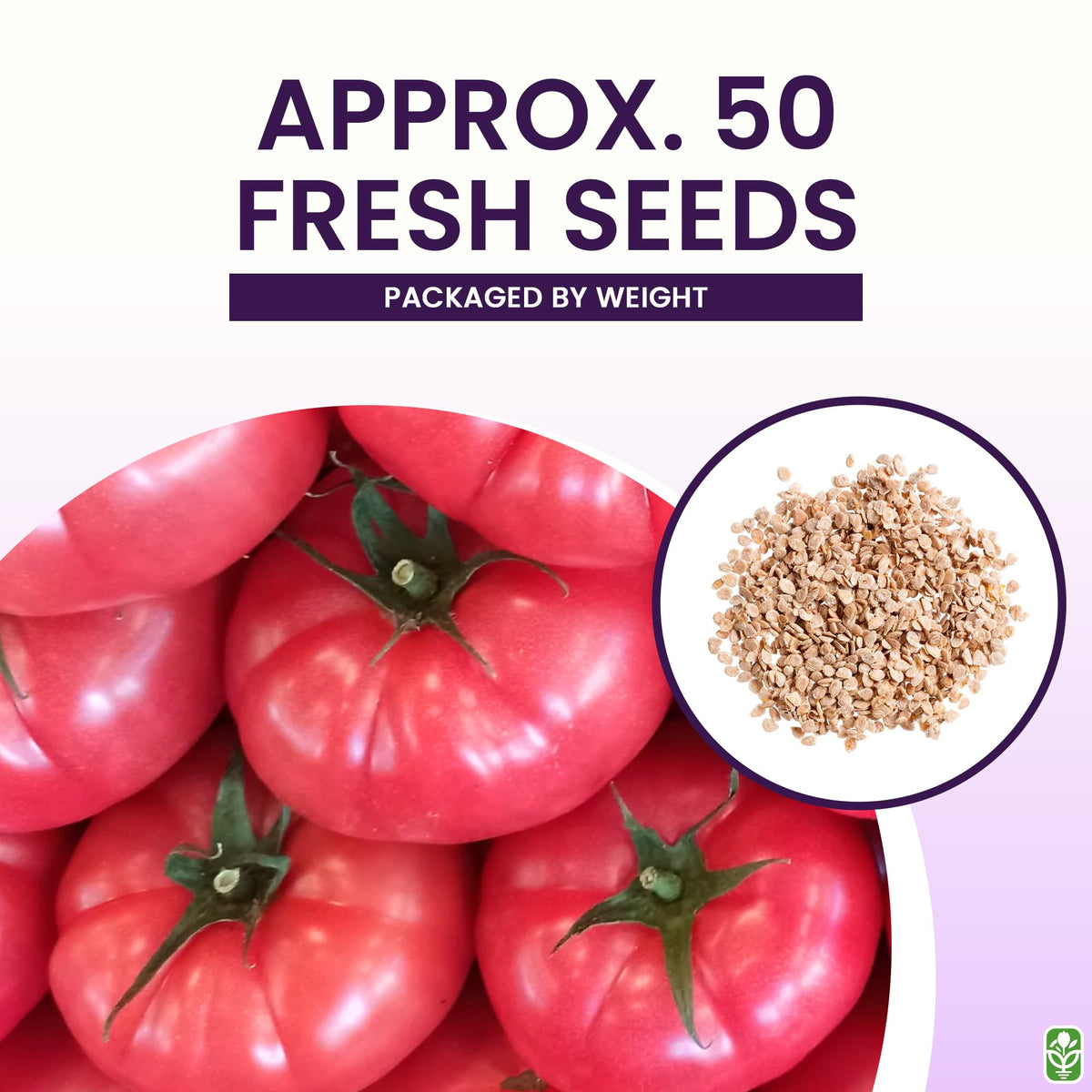 Marde Ross large, ribbed pink Brandywine tomatoes for salads and sandwiches.