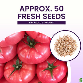 Marde Ross large, ribbed pink Brandywine tomatoes for salads and sandwiches.