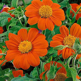 Marde Ross Mexican Sunflower Seeds packet ready for sowing; perfect for pollinator borders.