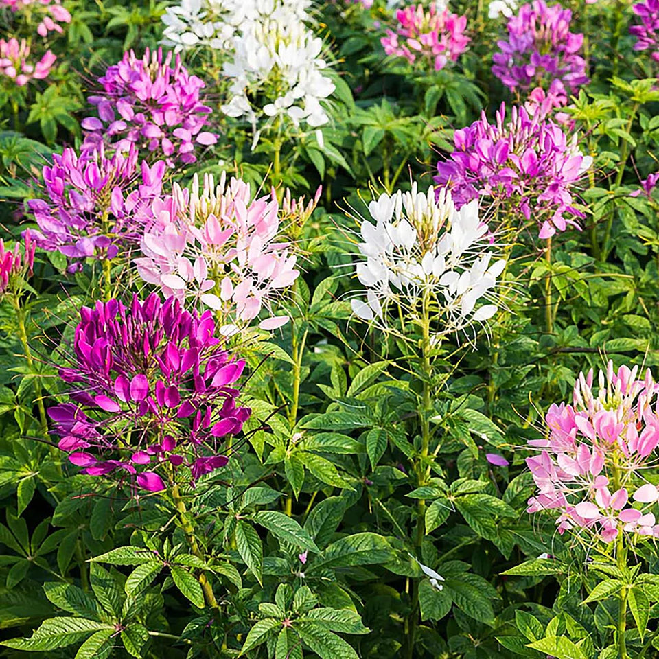 Marde Ross & Company mixed cleome seeds packet with vibrant blooms for borders.